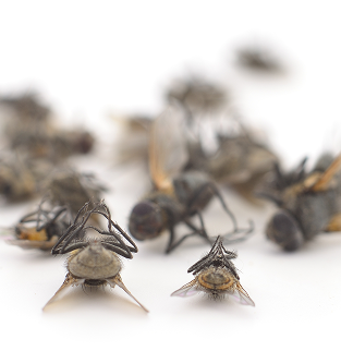Various insects including stable fly and housefly.