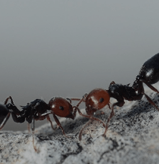 Carpenter ant and seabird in wildlife setting.